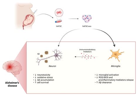 Ijms Free Full Text Exosomes Derived From Human Amniotic Fluid