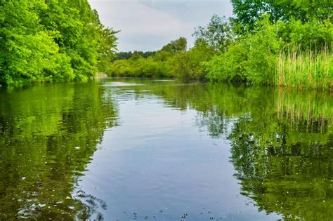 Paysage Fluvial Et Forêt Verte Avec Des Arbres Nuages D eau Bleue Sur