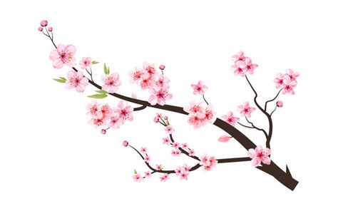 Branche De Fleur De Cerisier Avec Bourgeon De Fleur De Sakura