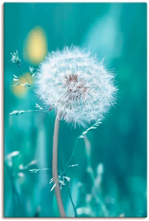 Black Friday Artland Wandbild Pusteblume Blumen 1 St Als