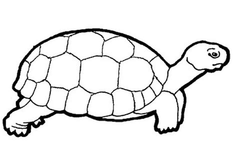 Free Tortoise Clipart Black And White Download Free Tortoise Clipart Black And White Png Images