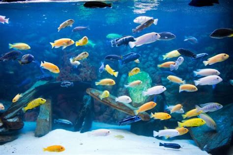 Cichlid Breeding Guide (Everything You Need to Know) - Avid Aquarist