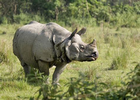 Visit Chitwan National Park In Nepal Audley Travel Us