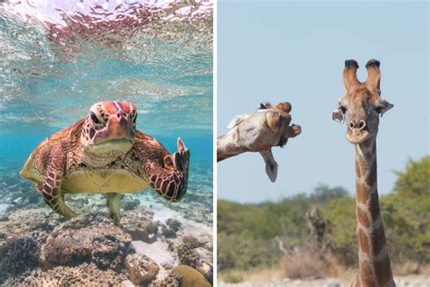 Voici les finalistes du concours des photos d animaux les plus drôles