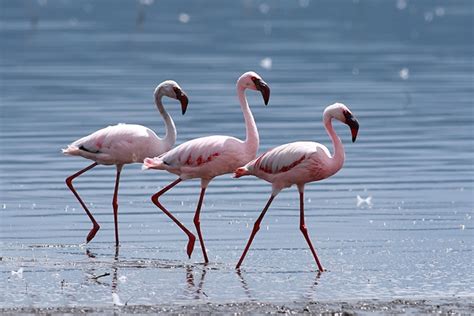 Lesser Flamingo Phoenicopterus Minor