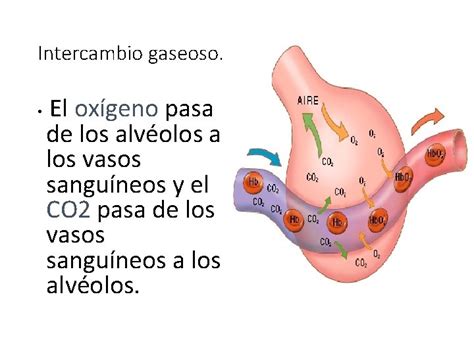 Intercambio De Gases En Los Alveolos Dinami