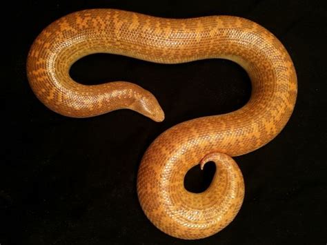 Fuck Yeah Sand Boas Arabian Sand Boa Eryx Jayakari