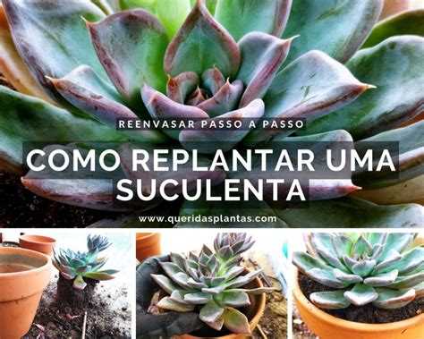 Como Replantar Uma Suculenta