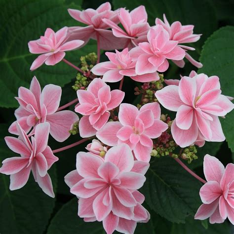 Création récente l hortensia ou Hydrangea macrophylla Tinkerbell