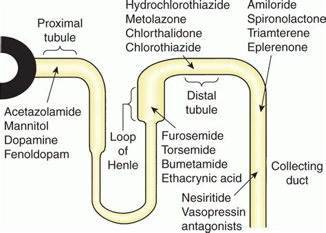 APPROFONDIMENTO Diuretici Nel Sovraccarico Di Volume