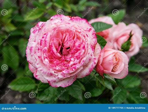 Arbustos De Rosas Cor De Rosa Florescem No Jardim Imagem De Stock