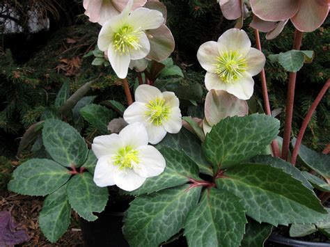 Helleborus Niger Marbled Leaves Helleborus Niger Vivaio Zanelli