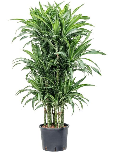 Dracaena Fragrans Ulises 90 Carrousel H 140cm B 60cm Potmaat