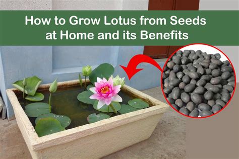 Lotus Flower Skin Care Properties Best Flower Site