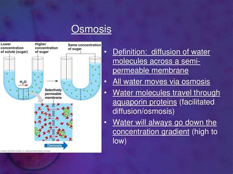 Membrane Transport Chapter Ppt Download