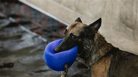 La Technique Simple Pour Emp Cher Votre Chien De Mordre