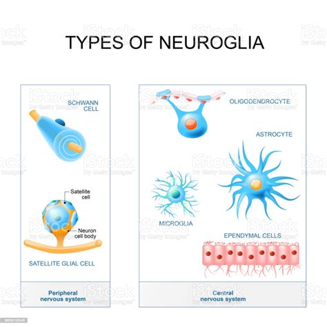 types of neuroglia. Structure of the peripheral nervous system and ...