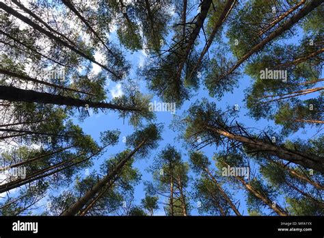 High Pine Trees In Forest At Beautiful Day Pine Forest And Sky Stock