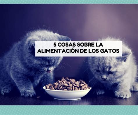 Alimentacion Del Gato Archives Cosas De Gatos