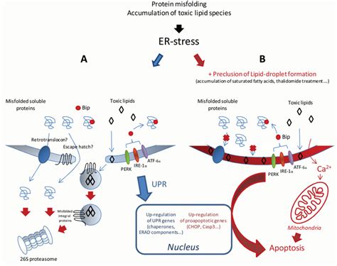 Possible Roles Of Lipid Droplets In Er Stress Modulation Accumulation