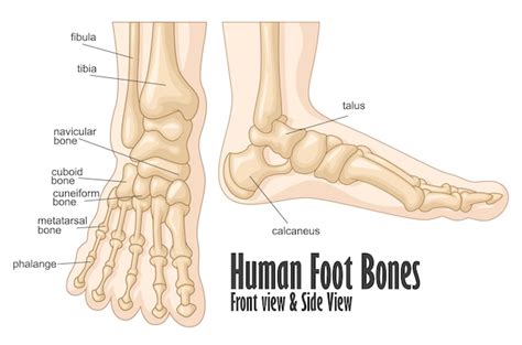 Anatomia dos ossos do pé humano frente e lateral Vetor Premium