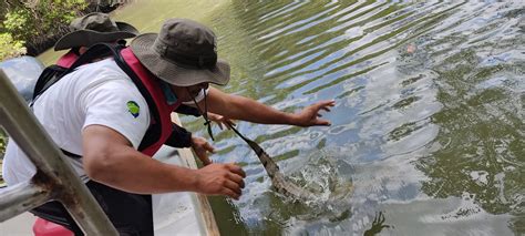 Juan Romero On Twitter Fauna Se Liberan Dos Cocodrilo En Los