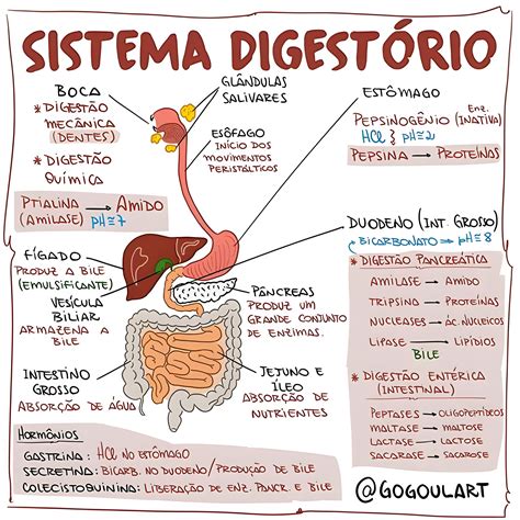 SISTEMA DIGESTÓRIO Medical school inspiration Medical school