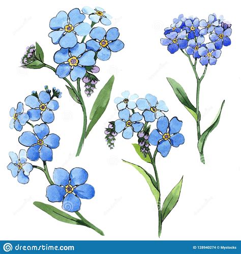 Forget Me Not Illustration