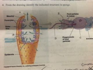 Biology Lab Final Exam Diagram Quizlet