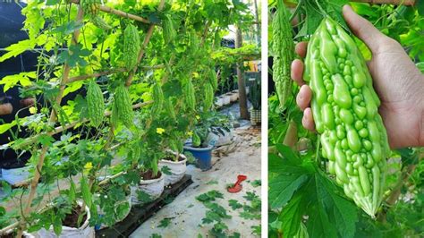 Cultivo de melón amargo en contenedores en casa Tecnicas y Trucos de