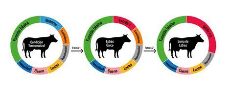 Estr S Por Calor En Bovinos Efecto Y Como Mitigarlo Agrovet Blog