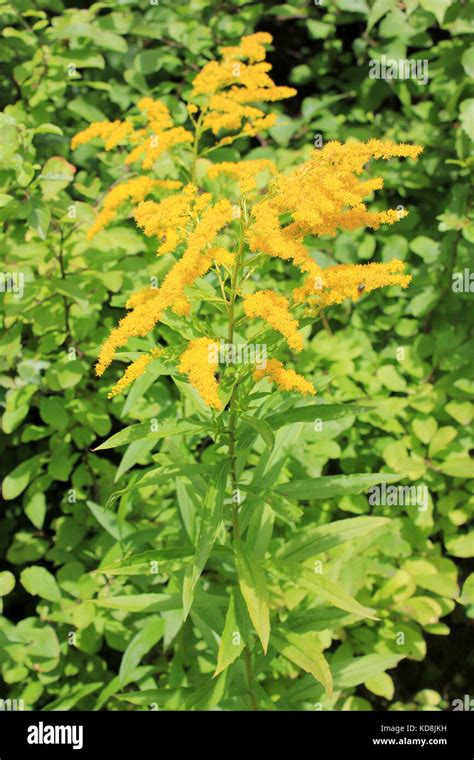 Solidago canadensis Verge d or canadienne une des espèces végétales