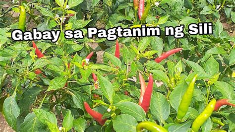 Tips Paano Magtanim Ng Sili Step By Step Paano Paramihin Ang Bunga