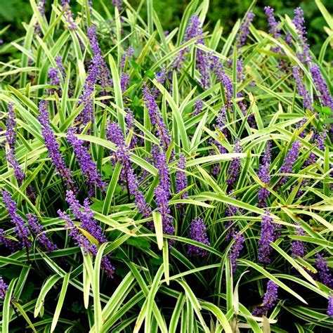 Variegated Liriope Low Maintenance Border Shrub Ground Cover Plants