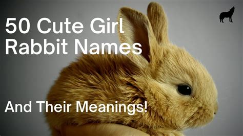 Cute Girl Rabbit Names And Their Meaning Youtube