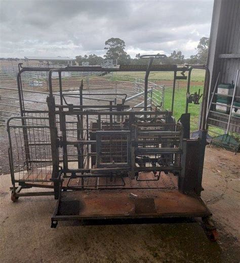 Lot 3 Draffen Sheep Handler Auctionsplus