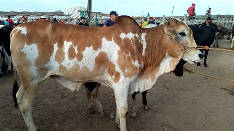 Feira De Gado De Capoeiras Pe Dia Youtube