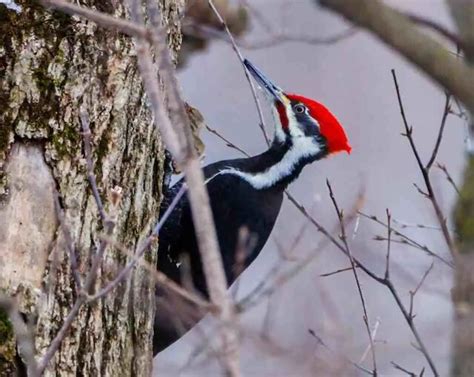 Best Birdwatching Hotspots in Michigan: Insider's Guide!