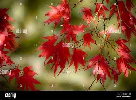 Acer Palmatum tree Stock Photo - Alamy