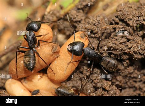 Hormigas Negras En Fotograf As E Im Genes De Alta Resoluci N Alamy