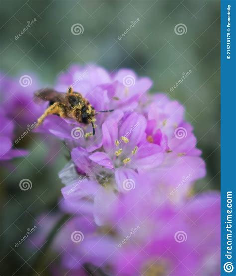 Purple Armeria Maritima Flowers Being Pollinated By A Bee Stock Image