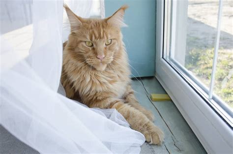 Maine Coons' Lifespan Compared to Other Cats - Bright Whiskers