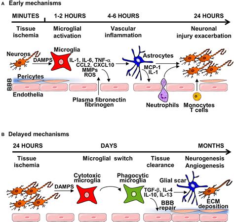 Frontiers Regenerative Medicine Therapies For Targeting