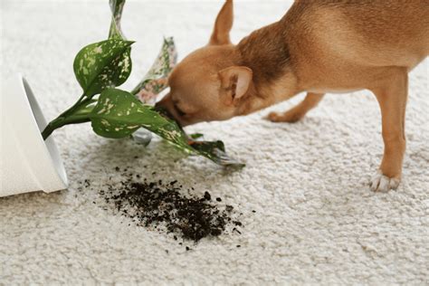 Is An Angel Plant Poisonous To Dogs The Plant Bible