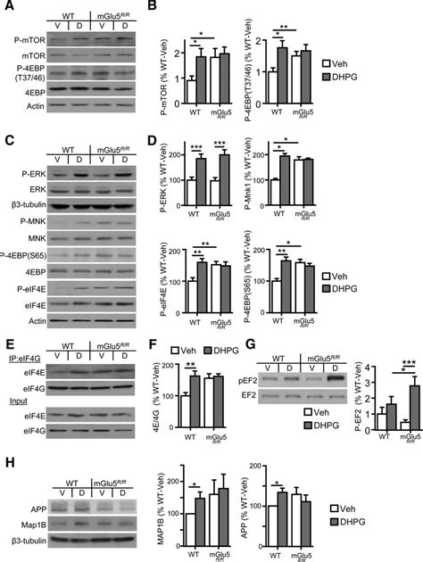 Selective Disruption Of Mglu Homer Alters Agonist Induced Signaling To