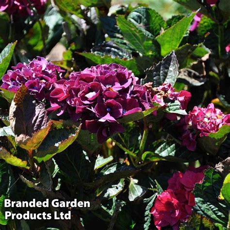 Hydrangea Macrophylla Merveille Sanguine Suttons