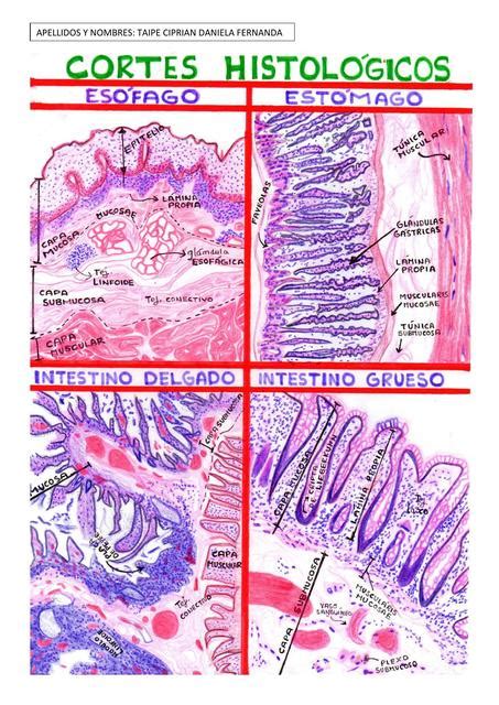 Cortes Histológicos del Esófago Estómago Intestino Delgado y Grueso