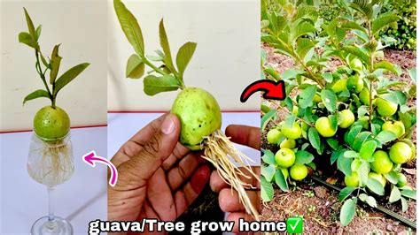 How To Grow Guava Trees From Guava Leaves Success 100 YouTube