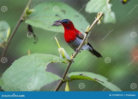 Crimson Sunbird Stock Image Image Of Maroon Breast 191009151