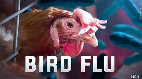 Deadly Bird Flu Confirmed In Minnesota Sooner Than Anticipated